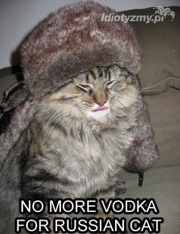 nie polewać więcej wódki rosyjskiemu kotu